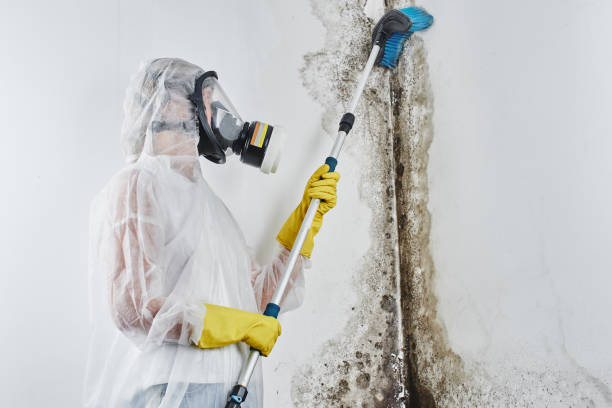 Best Residential Mold Removal  in Indian Mountain Lake, PA