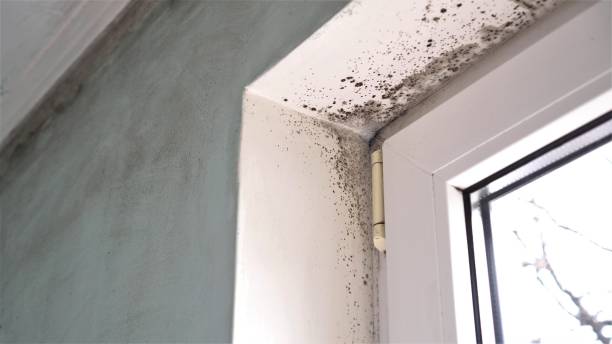 Professional Mold Removal in Indian Mountain Lake, PA