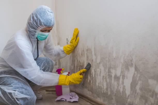 Best Toxic Mold Removal  in Indian Mountain Lake, PA