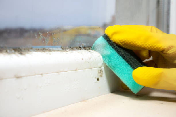 Best Professional Mold Removal  in Indian Mountain Lake, PA