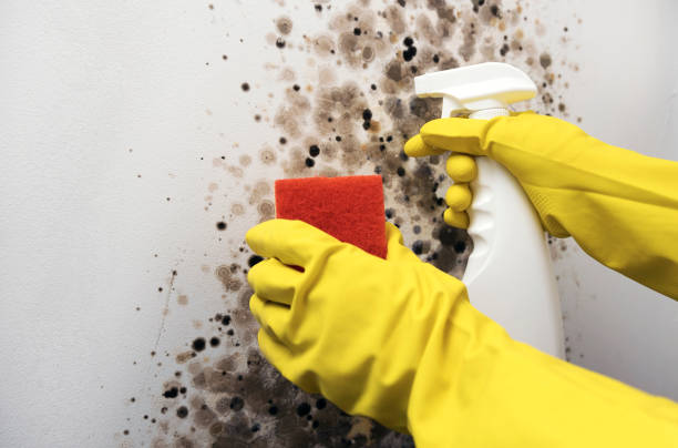 Mold Removal and Inspection in Indian Mountain Lake, PA